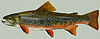 Brook trout.jpg