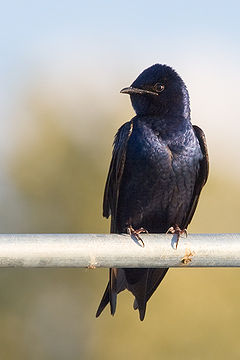 PurpleMartin cajay.jpg