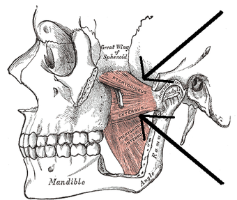 Musculuspterygoideuslateralis.png