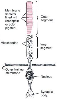 Anatomy of a Rod Cell[7]