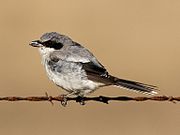 Loggerhead shrike moulting