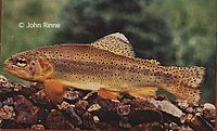 Oncorhynchus apache.jpg