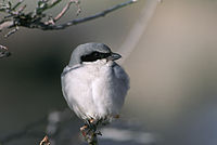 Loggerhead shrike with normal plumage