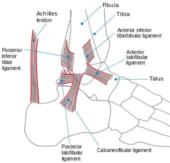 Ankle en.svg