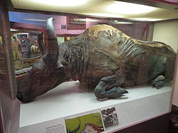 Steppe bison mummy.jpg