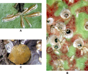 Armored scale insects.png