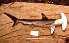 Sphyrna zygaena noaa.jpg