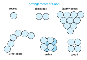 Arrangement of cocci bacteria en.svg