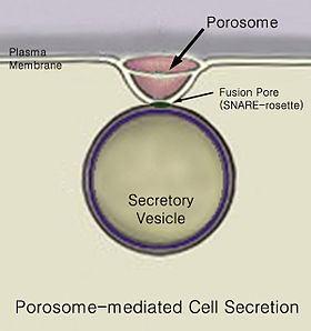 Porosome for wiki-2.jpg