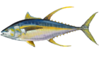 Yellowfin tuna