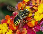 Anthidium February 2008-1.jpg