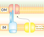 T2SS.svg