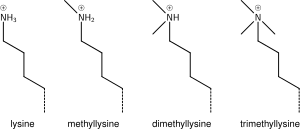 Methyl lysine.svg