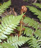 Tree Fern.jpg