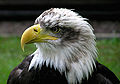 Bald.eagle.closeup.arp-sh.750pix.jpg