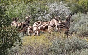 Mountain zebras.jpg