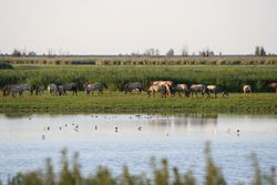 Oostvaardersplassen koniks.jpg