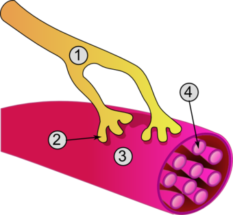 Synapse diag3.png