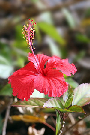 Hibiscus flower TZ.jpg