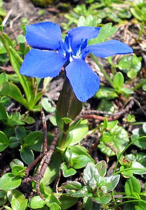 Gentiana-verna2.jpg