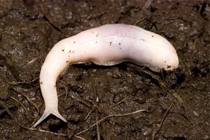 Ghost Slug adult.jpg