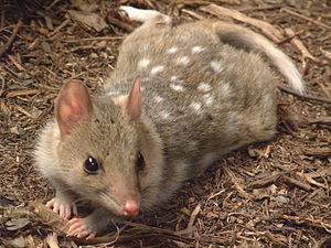 Dasyurus viverrinus.jpg