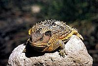 A fat looking horned lizard perched on a bright gray rock.