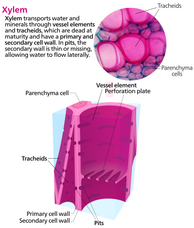 Cross section of some xylem cells