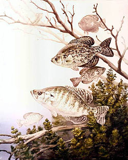 Black and white crappie.jpg