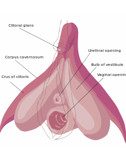 Clitoris anatomy labeled-en.svg