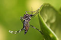 Aedes aegypti.jpg