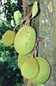 Jackfruit (Artocarpus heterophyllus)