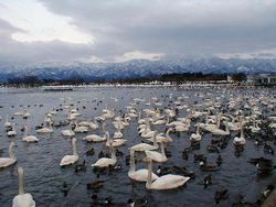 Lake Hyo, staying swans in winter season