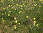 Wild daffodils in the Perlenbach valley