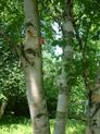 Tree: Paper Birch