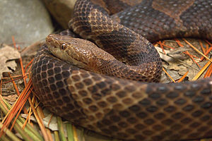 Copperhead05.jpg