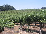 Justin vineyard.jpg