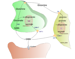 Synapse GABA.png