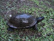 Terrapene carolina major 2.jpg