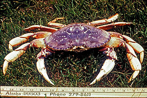 DungenessCrab.jpg