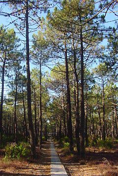 Pinus pinaster.jpg