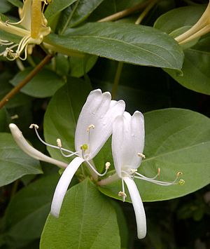 Honeysuckle-1.jpg