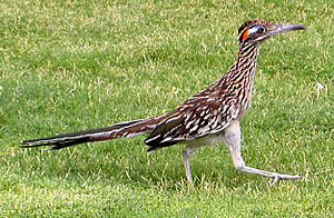 Roadrunner DeathValley.jpg