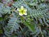 Starr 030612-0063 Tribulus terrestris.jpg