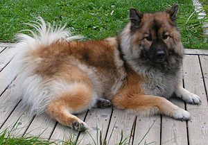 Eurasier liegend.jpg