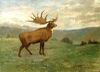 Irish elk