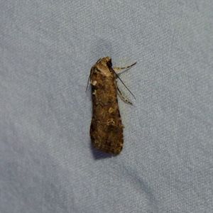 Small Mottled Willow Moth.jpg