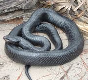 Eastern Indigo Snake.jpg