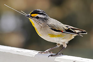 Pardalotus with nesting material.jpg