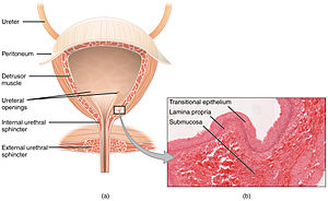 2605 The Bladder.jpg